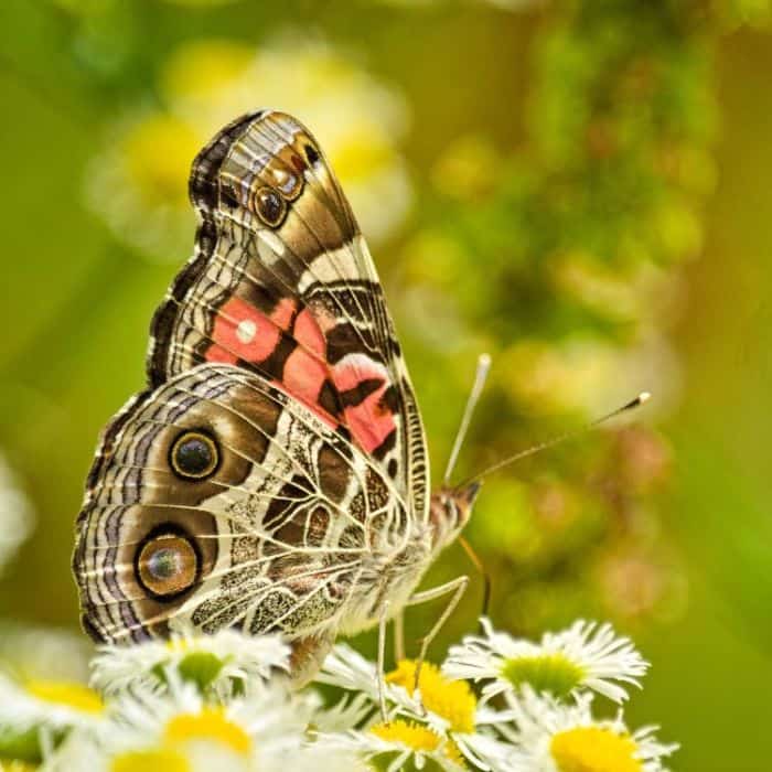 Painted Lady