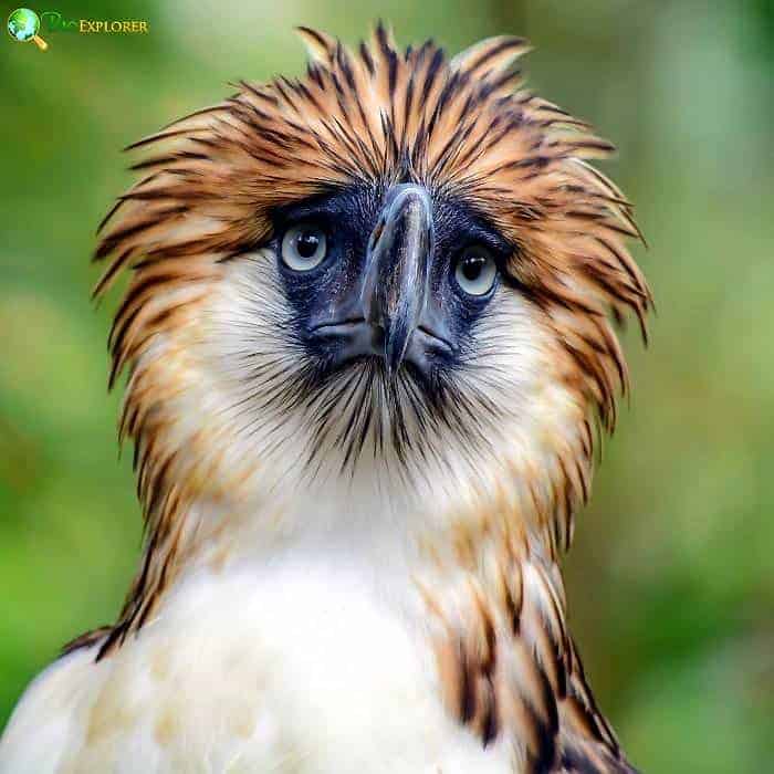 Philippine Eagle