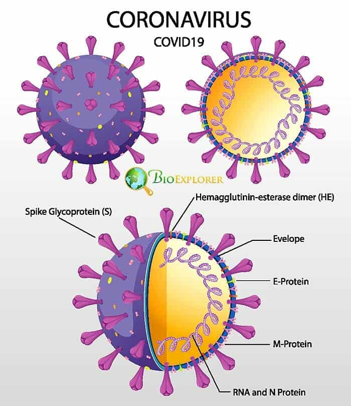 RNA COVID