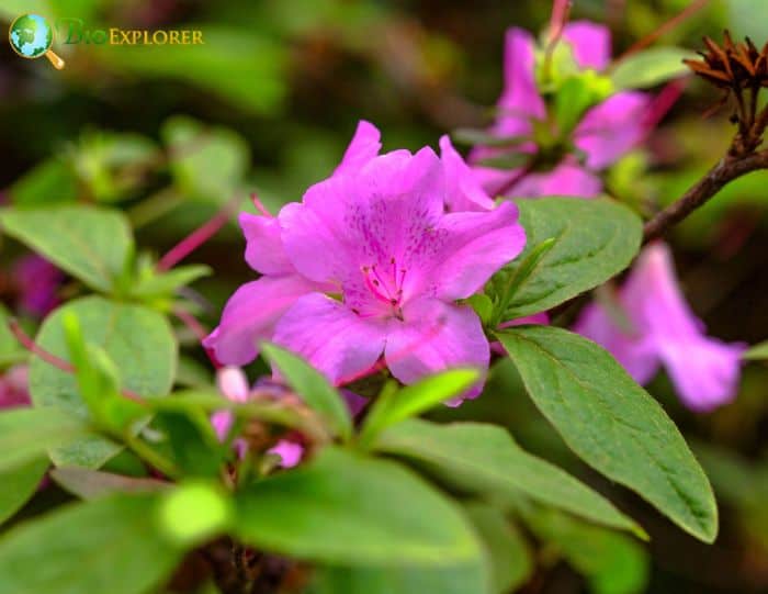 Rhododendron yedoense