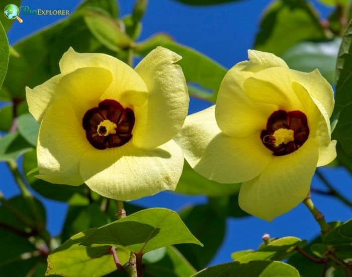 Sea Hibiscus (Hibiscus Tiliaceus)