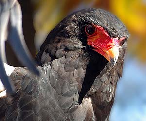 Short-toed Snake Eagle