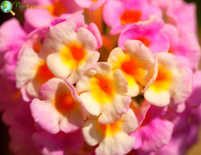 Texas Lantana