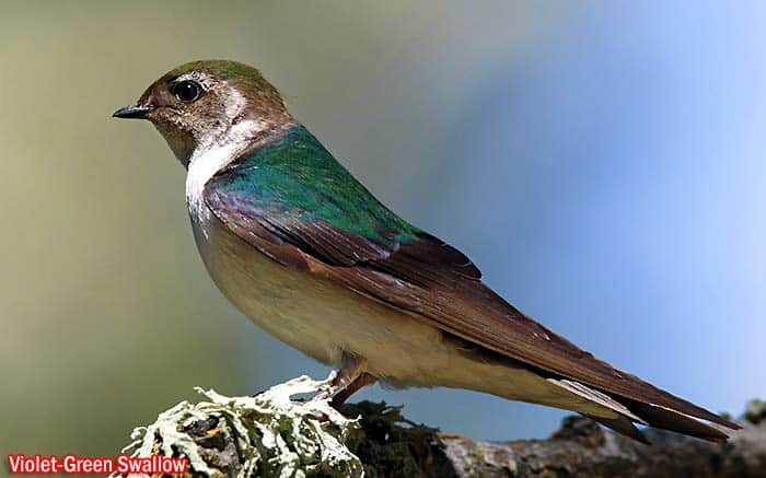 Violet-Green Swallow (Tachycineta thalassina)