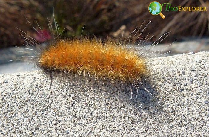 Arctic Wooly Bear Moth