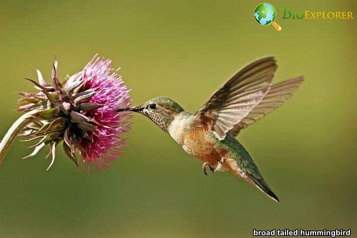 Broad-Tailed Hummingbird