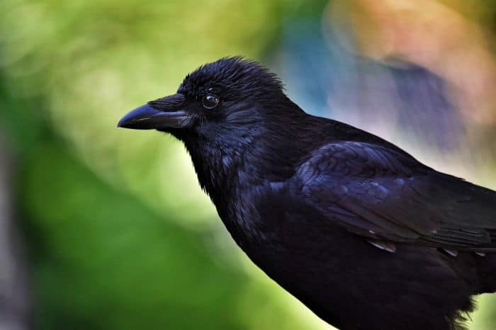 What is the difference between a crow and a carrion crow?