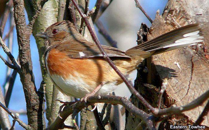 Eastern Towhee