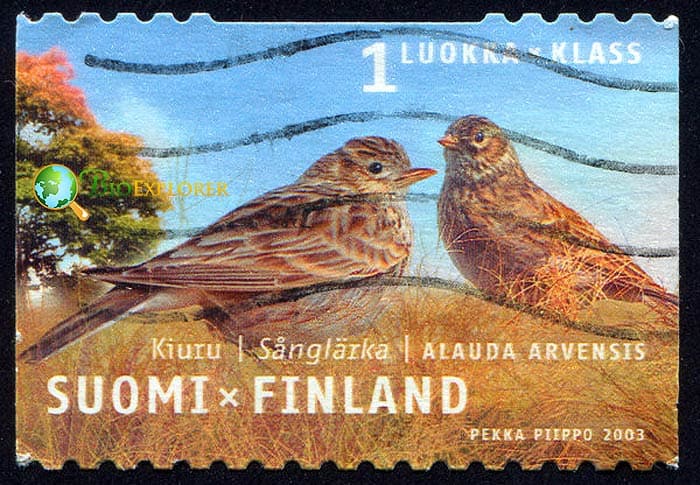 Eurasian Skylarks