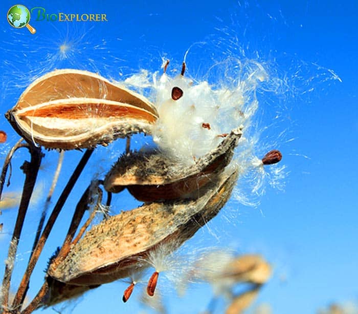 Flower Pollination