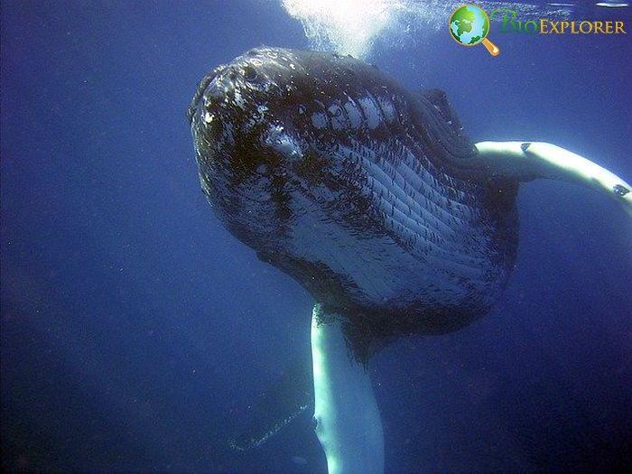 Humpback Whale