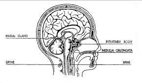 Pituitary Gland