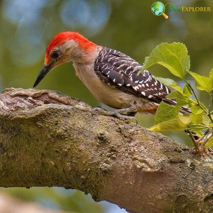 Red-Bellied Woodpecker