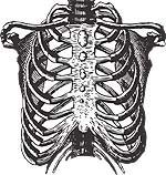 respiratory system fun fact rib muscles