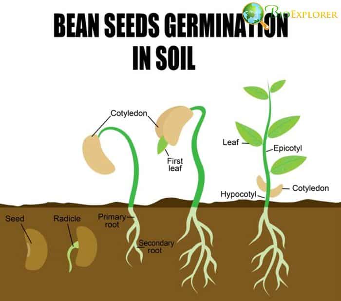 Seed Germination On Less Fertile Soil