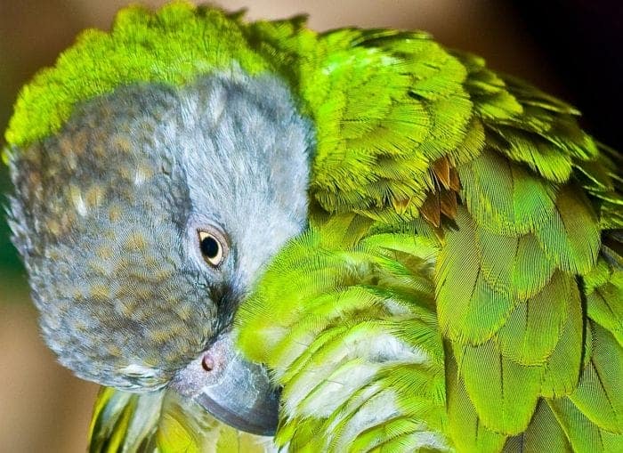 Senegal Parrot Fun Facts