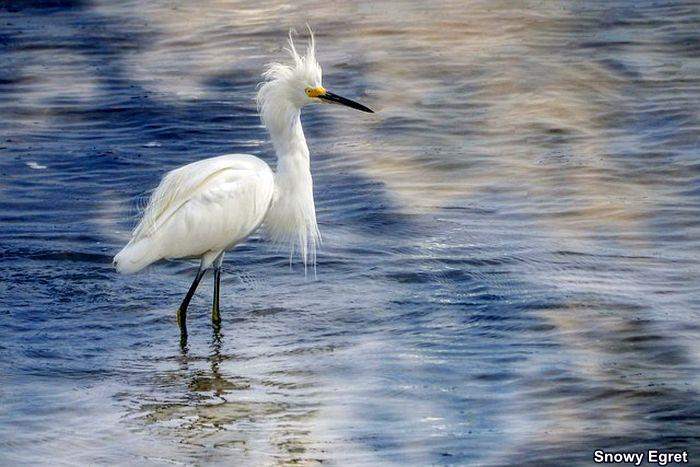 Snowy Egret