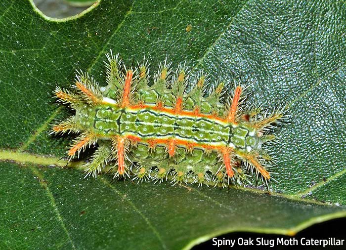 spiny oak slug moth cater