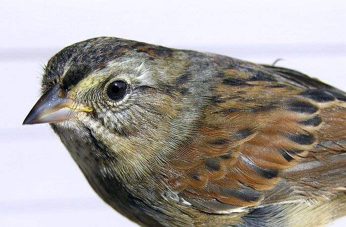 Swamp Sparrow