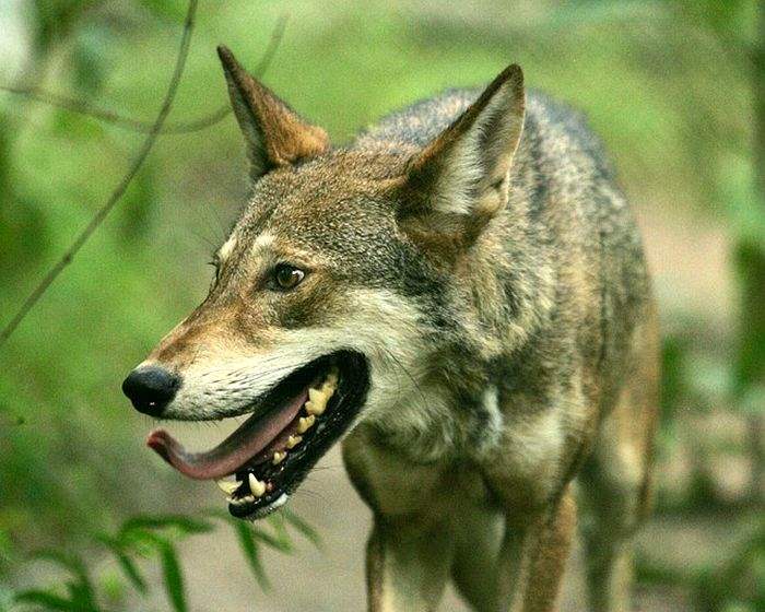 What Do Red Wolves Eat