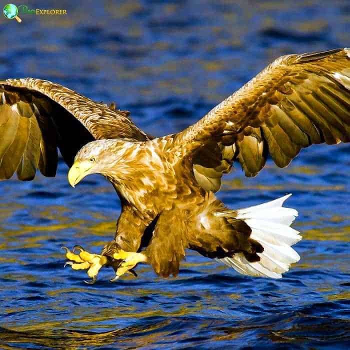 White-tailed Eagle