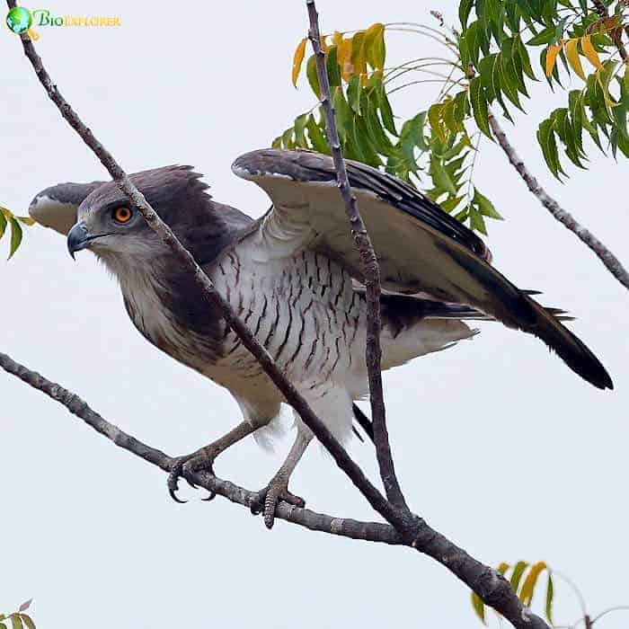 Beaudouin's Snake Eagle