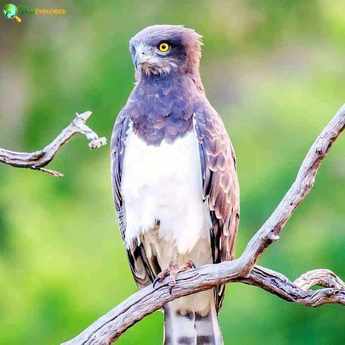 Black Chested Snake Eagle