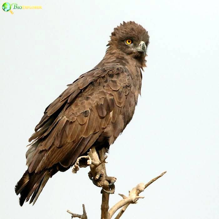 Brown Snake Eagle