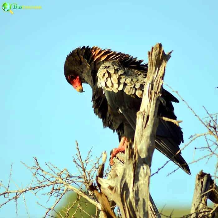 Fasciated Snake Eagle