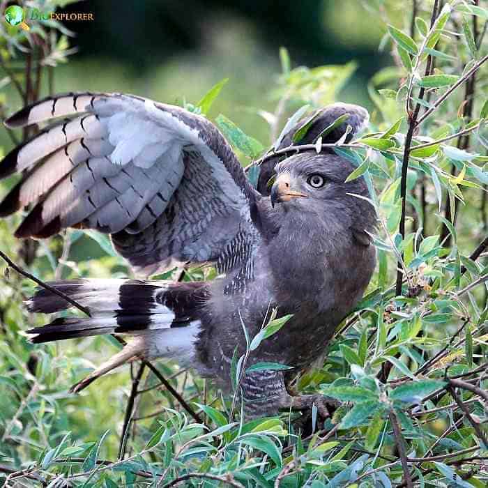 Western Banded Snake Eagle