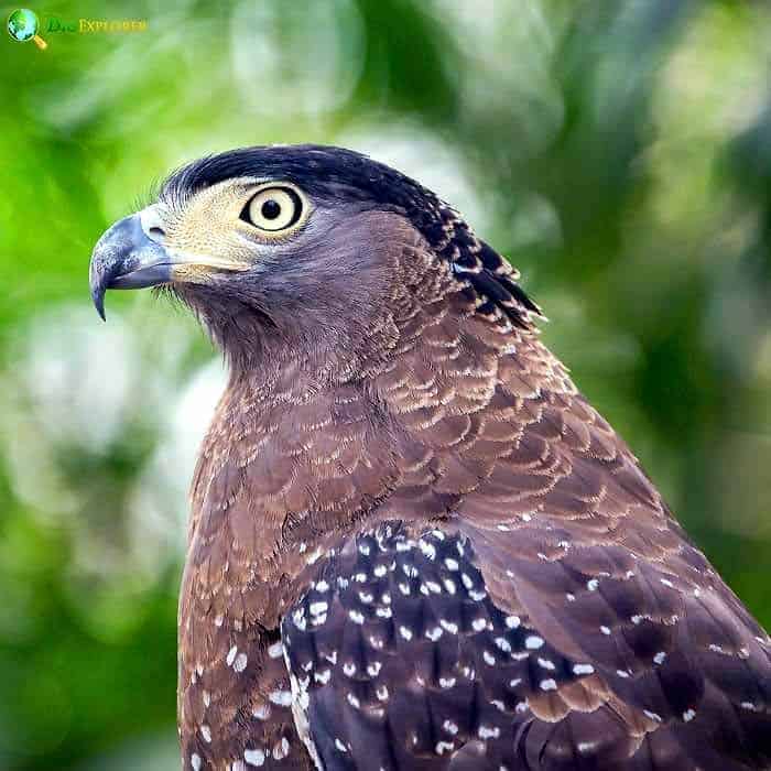 Crested Serpent Eagle