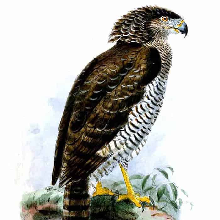 Madagascar Serpent Eagle