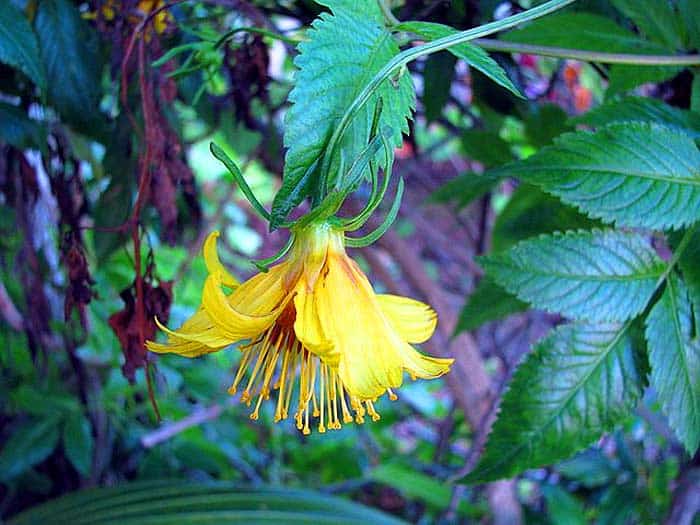 Bidens cosmoides