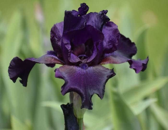 Black Iris