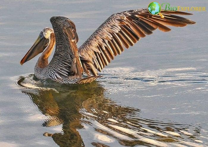 Brown Pelican (Oregon Birds)