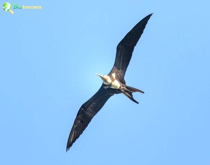 Christmas Island Frigatebird