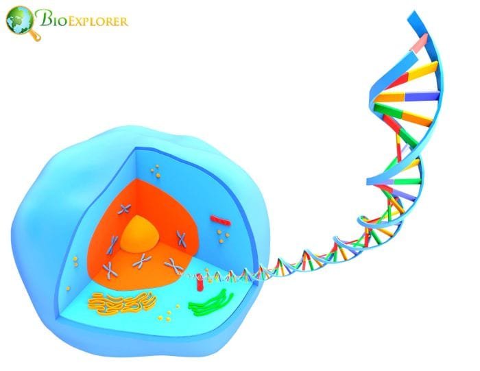 Epigenetic Information In Cellular Components