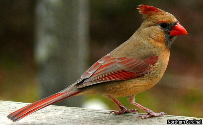 Florida Northern Cardinal (Female)