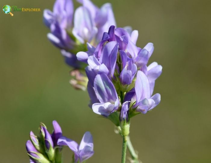 Fun Facts About Alfalfa