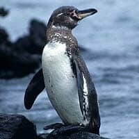 Galapagos Penguin