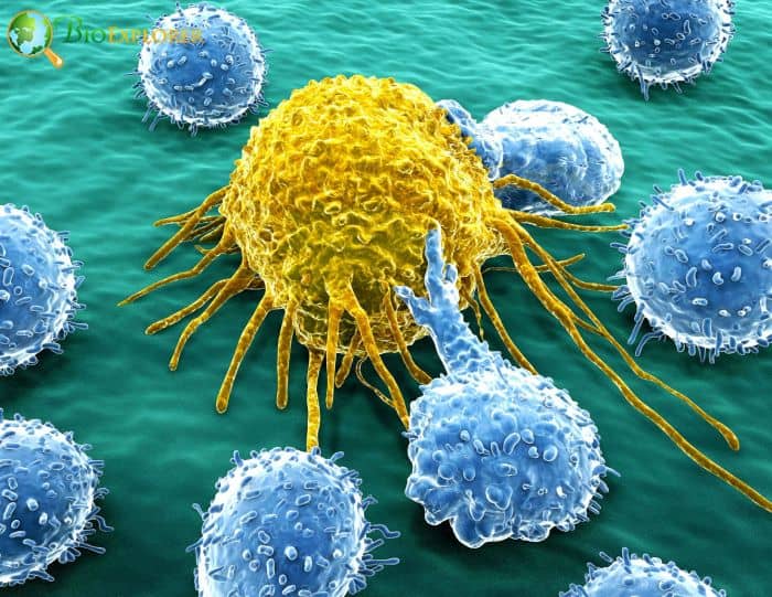 Immune Cells