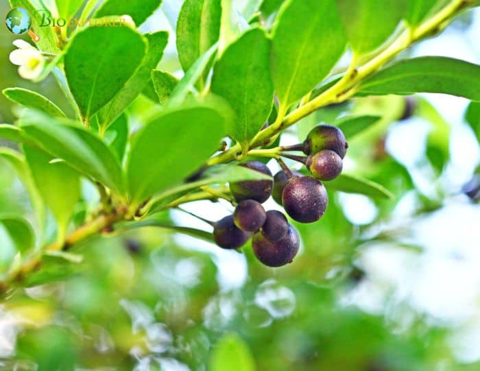 Japanese Holly (Ilex Crenata)