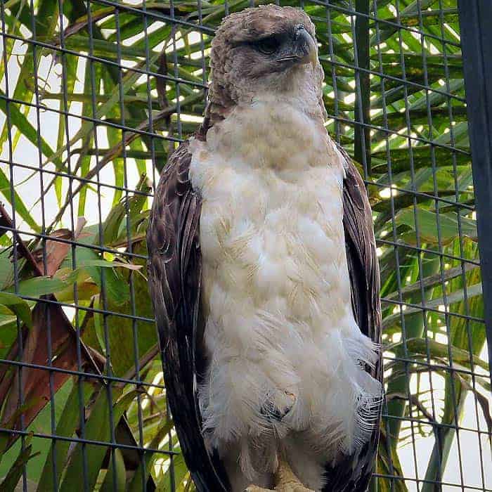 Papuan Eagle