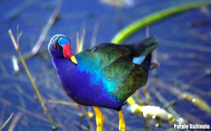 Purple Gallinule