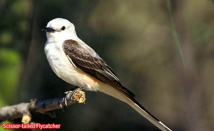 Scissor-tailed Flycatcher (Tyrannus forficatus)