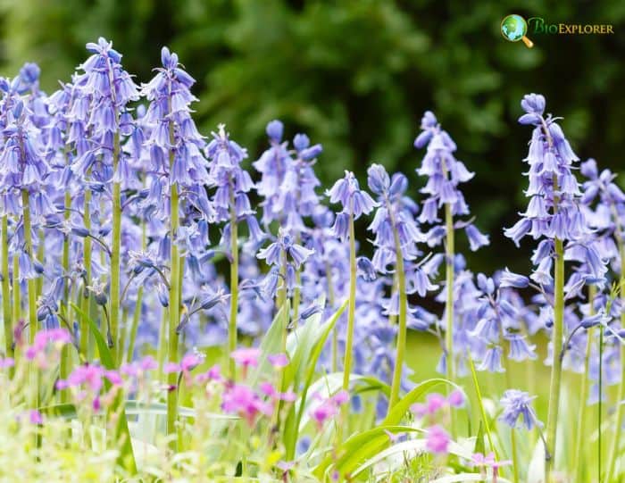 Spanish Bluebells