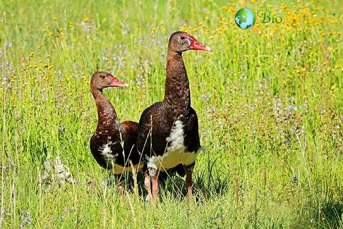 Spur Winged Goose (Toxic Bird)