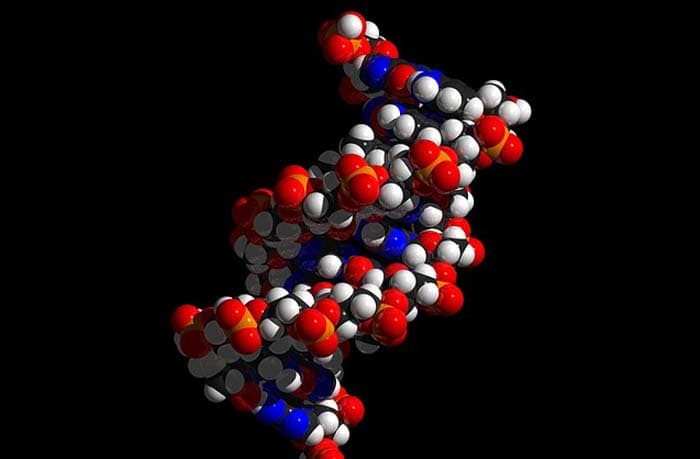 Synthetic DNA Molecule