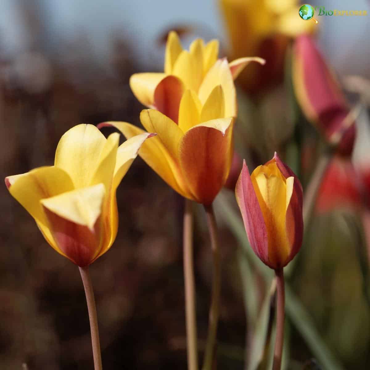 Tulipa Clusiana