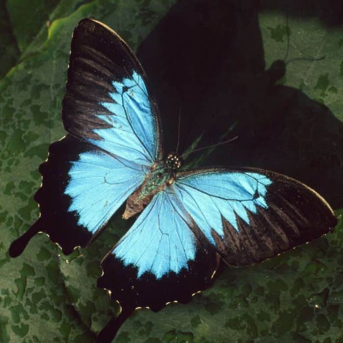 Ulysses Butterfly